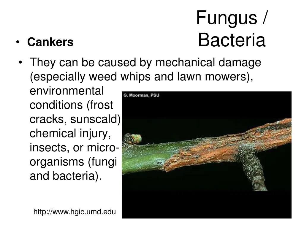 fungus bacteria 2