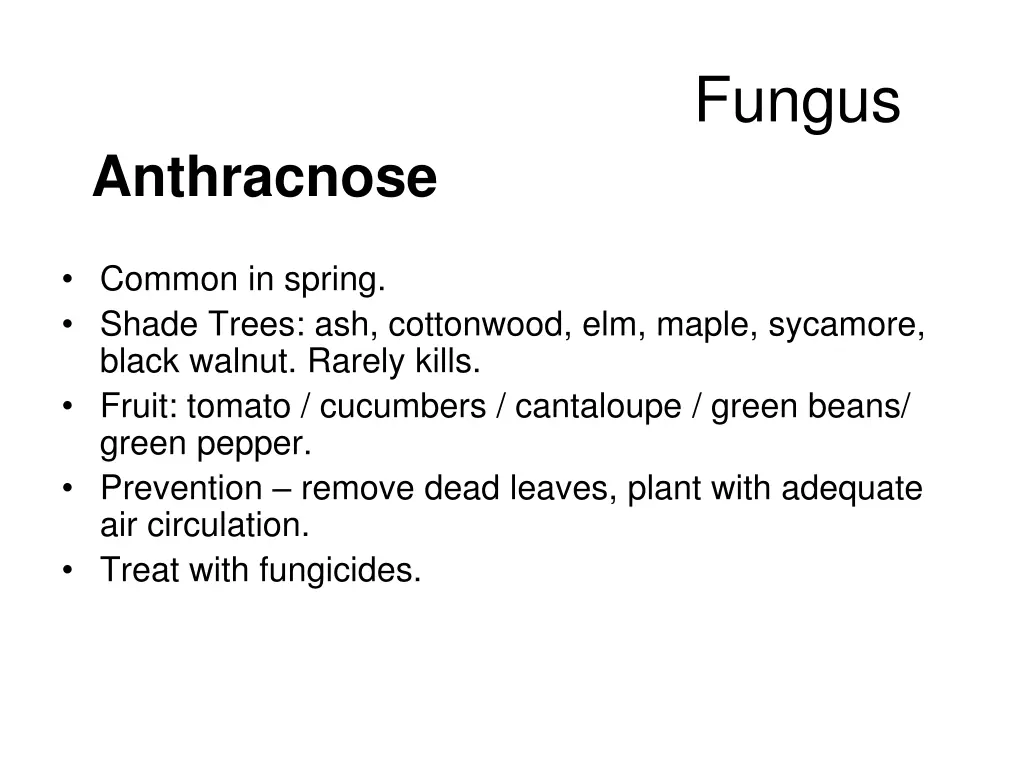 fungus