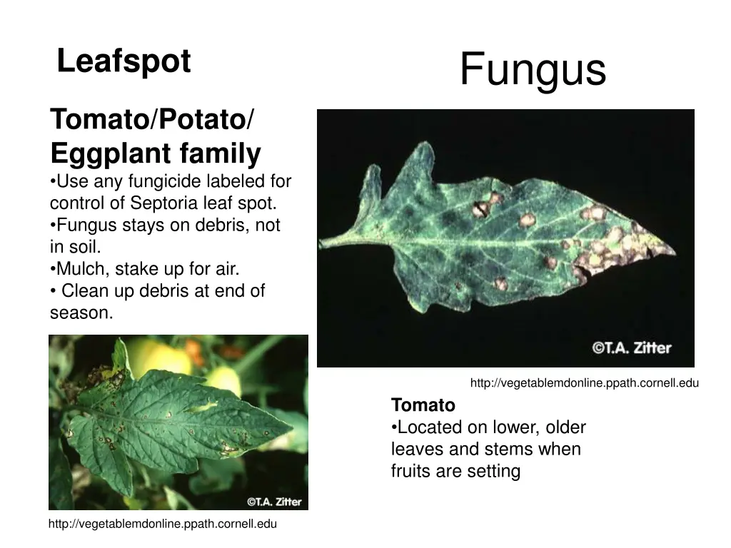 leafspot