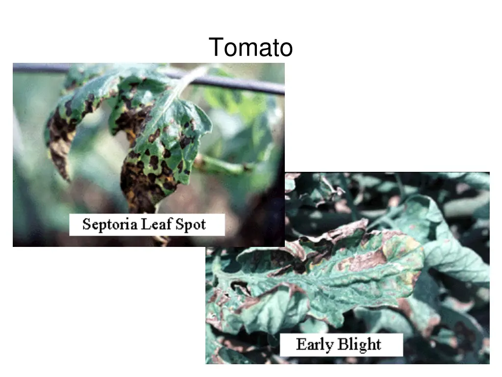 tomato