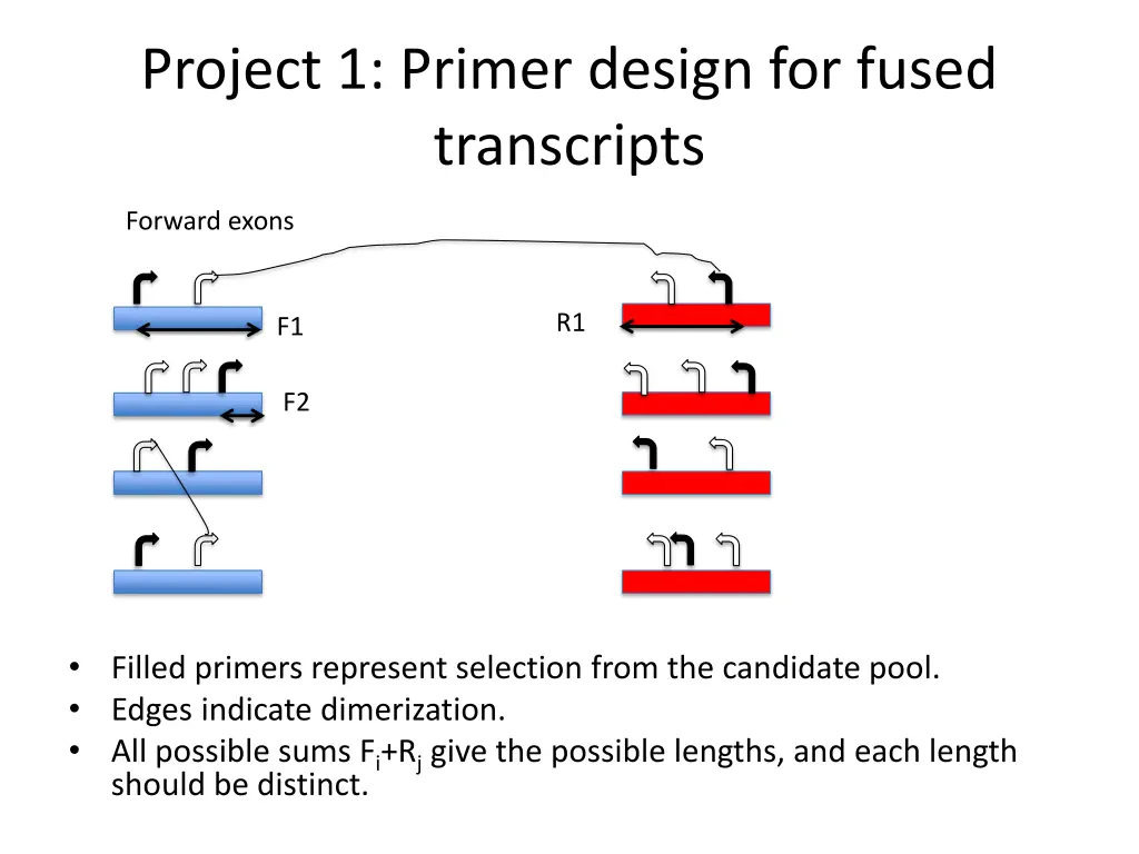 project 1 primer design for fused transcripts