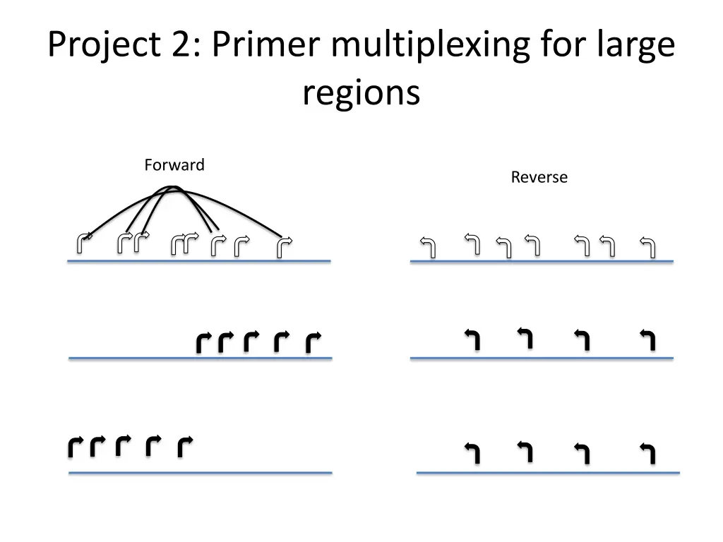 project 2 primer multiplexing for large regions