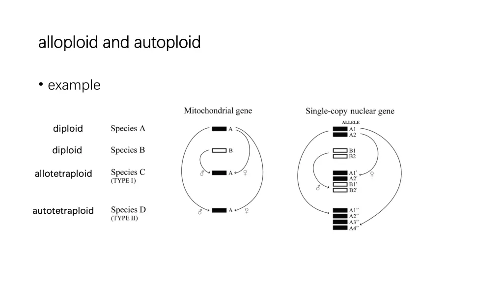 alloploid and autoploid alloploid and autoploid