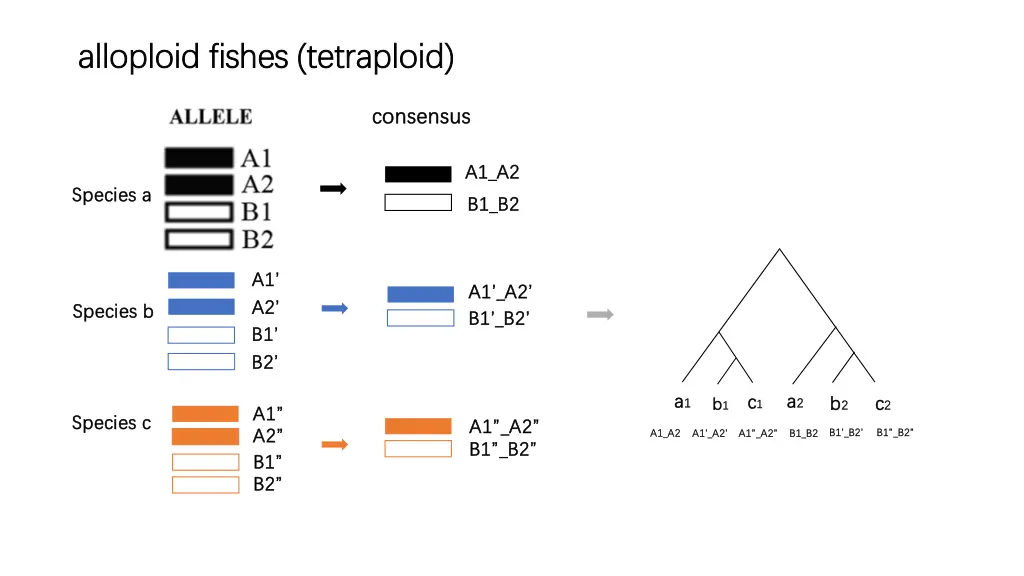 alloploid fishes tetraploid alloploid fishes