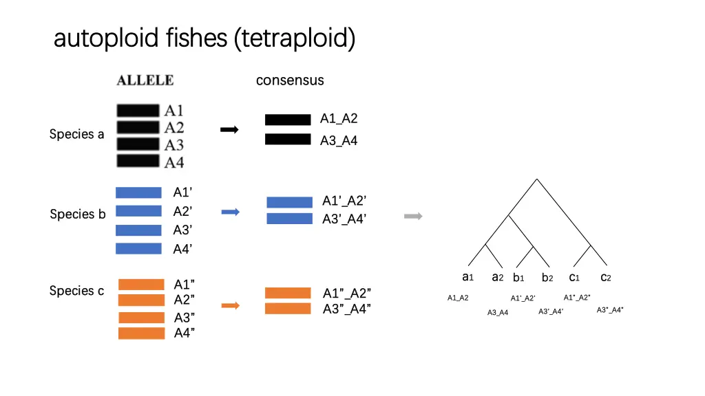 autoploid fishes tetraploid autoploid fishes