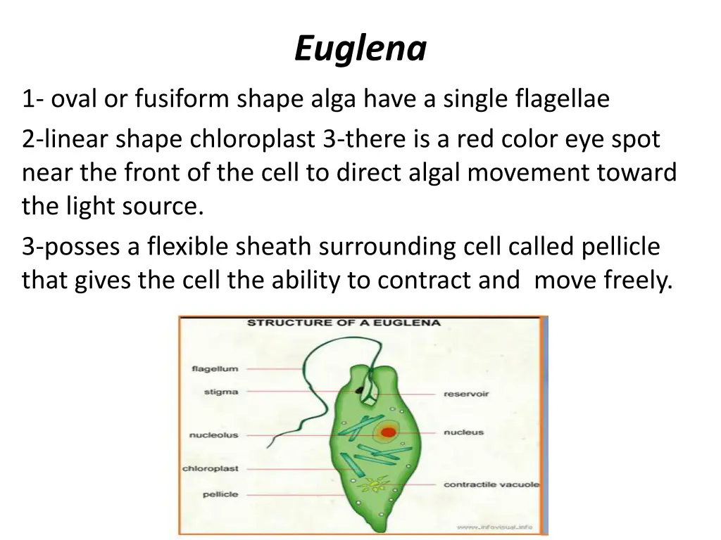 euglena