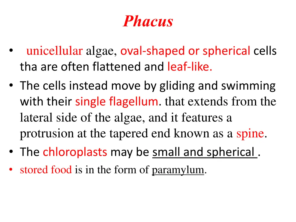 phacus