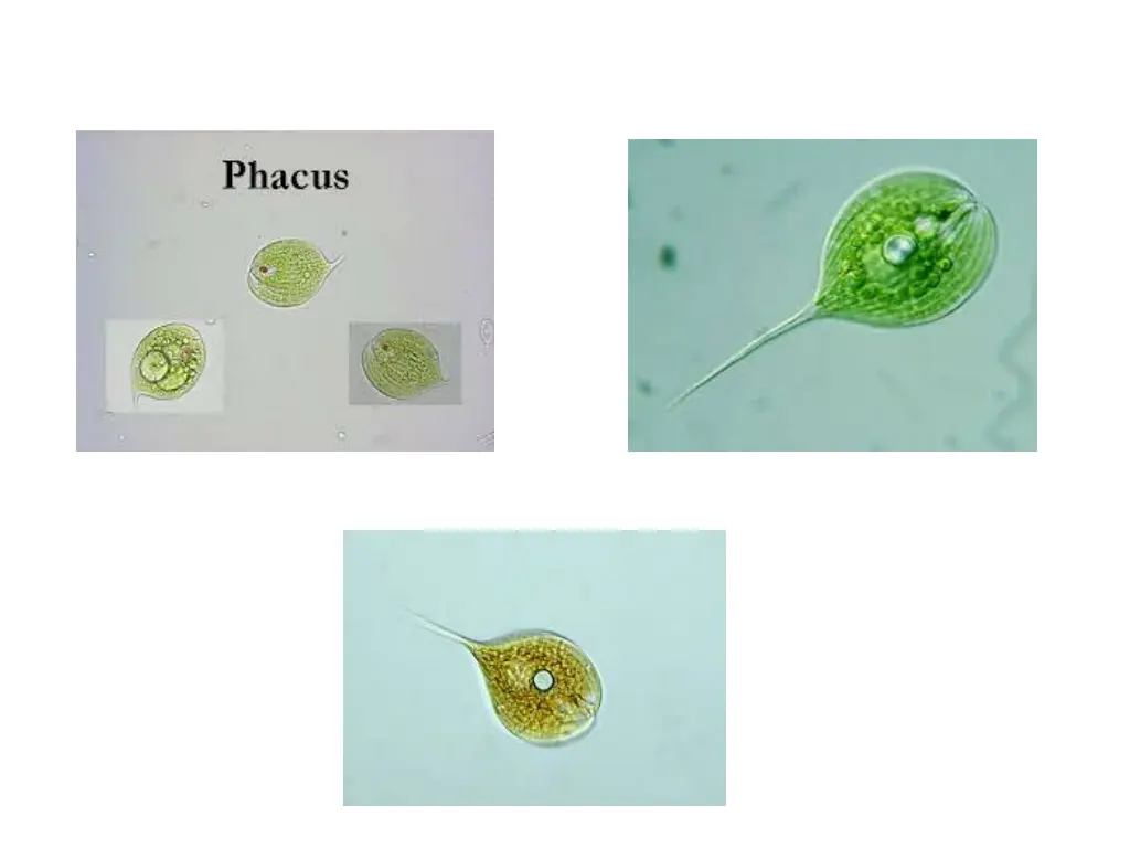 slide7