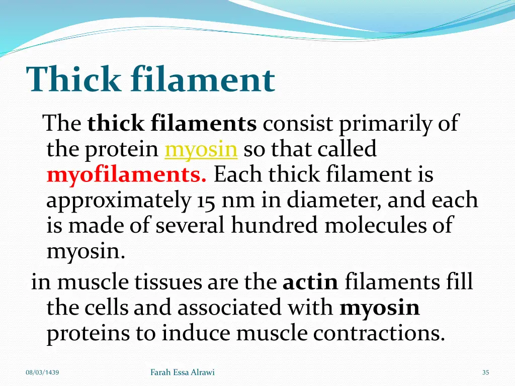 thick filament