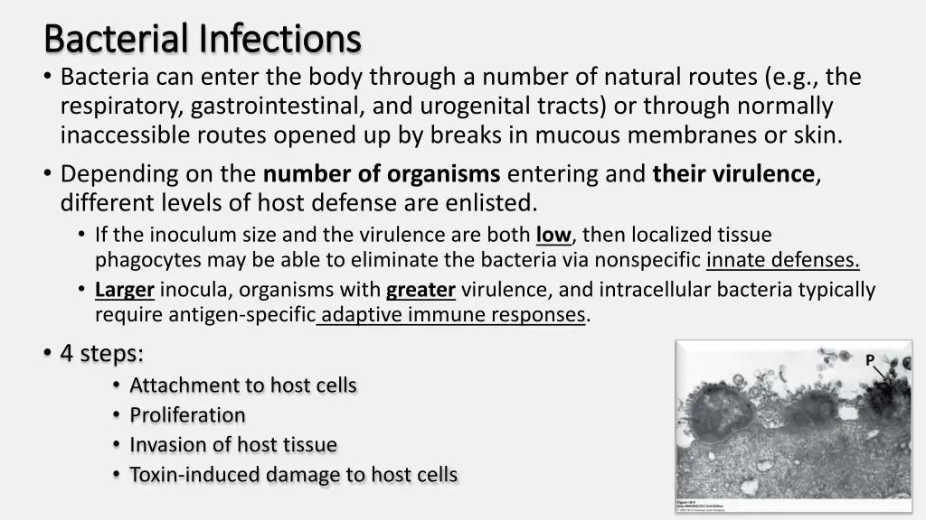 bacterial infections bacterial infections