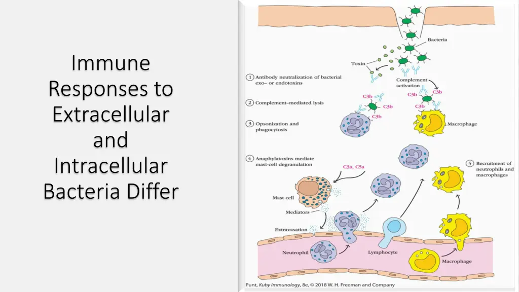 immune responses to extracellular 1