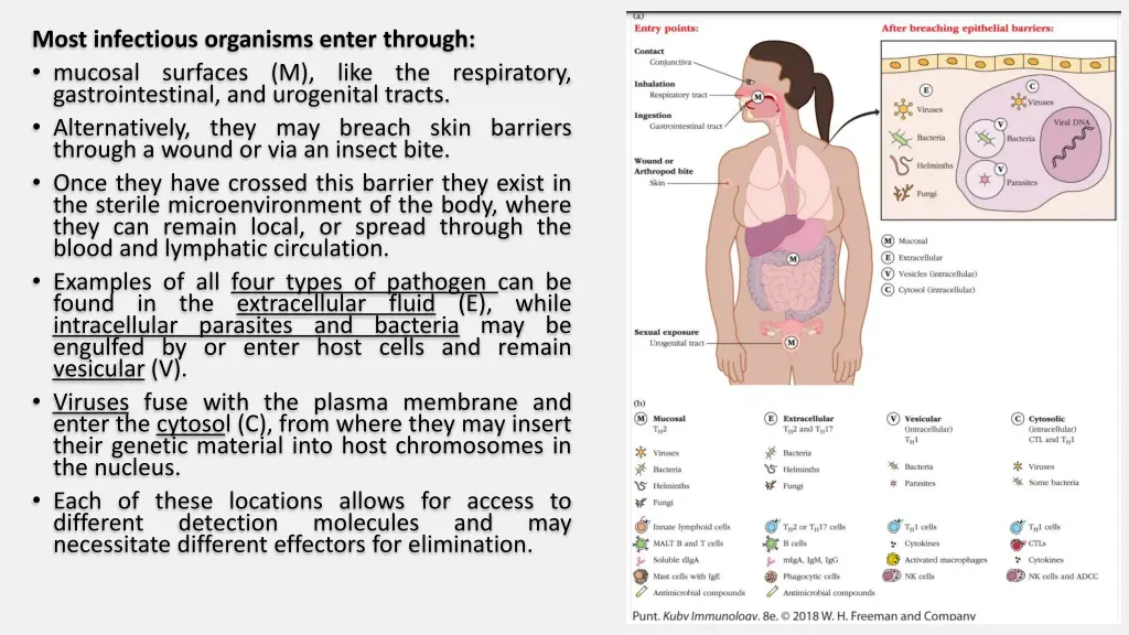 most infectious organisms enter through mucosal