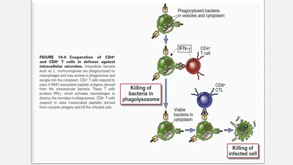 slide24