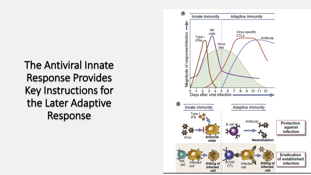 the antiviral innate the antiviral innate