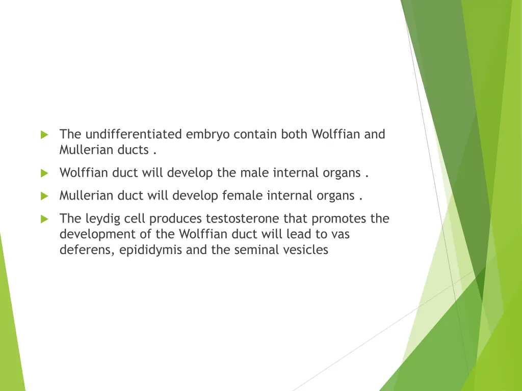 the undifferentiated embryo contain both wolffian