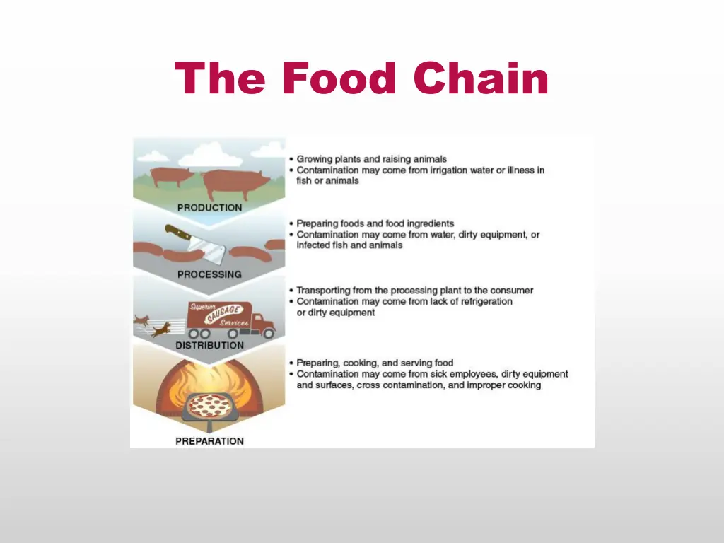 the food chain