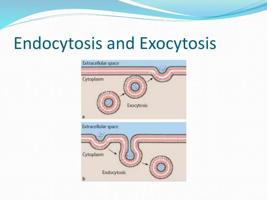 endocytosis and exocytosis