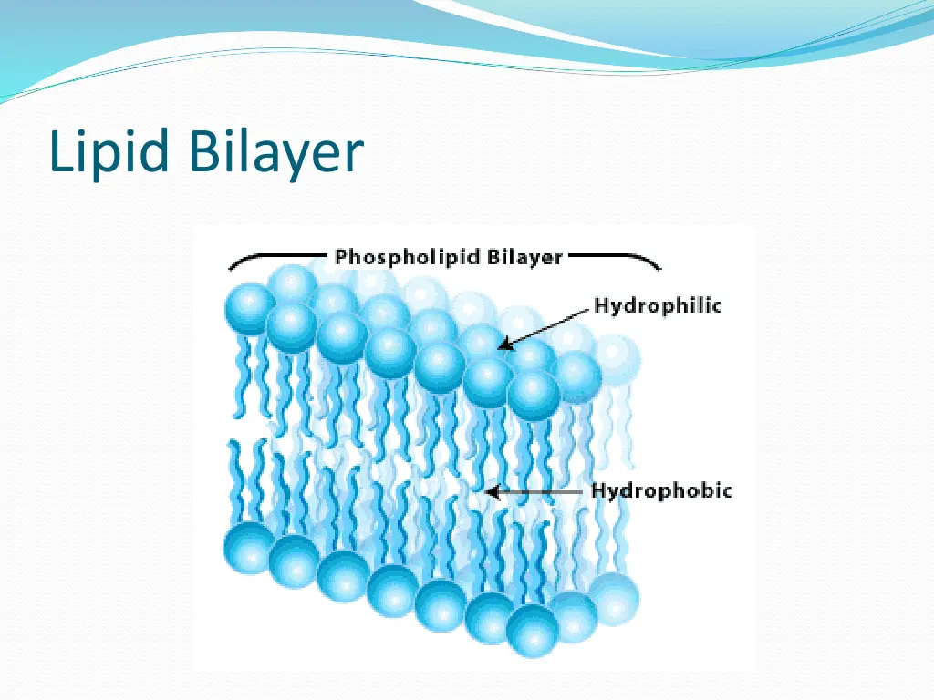 lipid bilayer