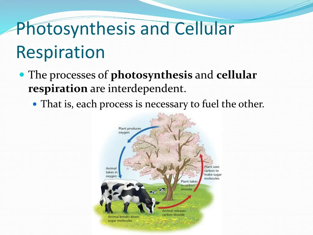 photosynthesis and cellular respiration