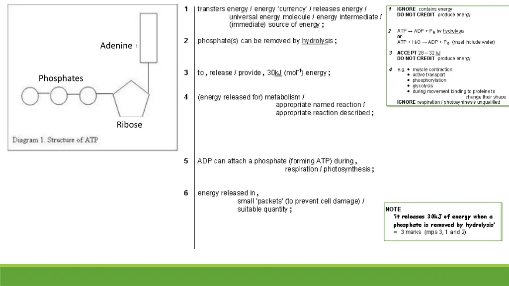 adenine