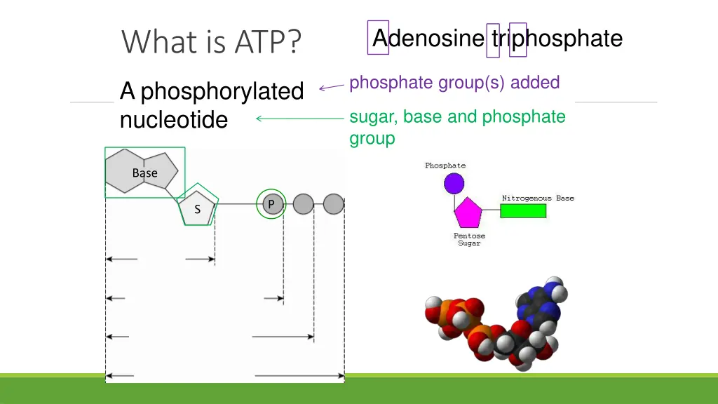 adenosine triphosphate