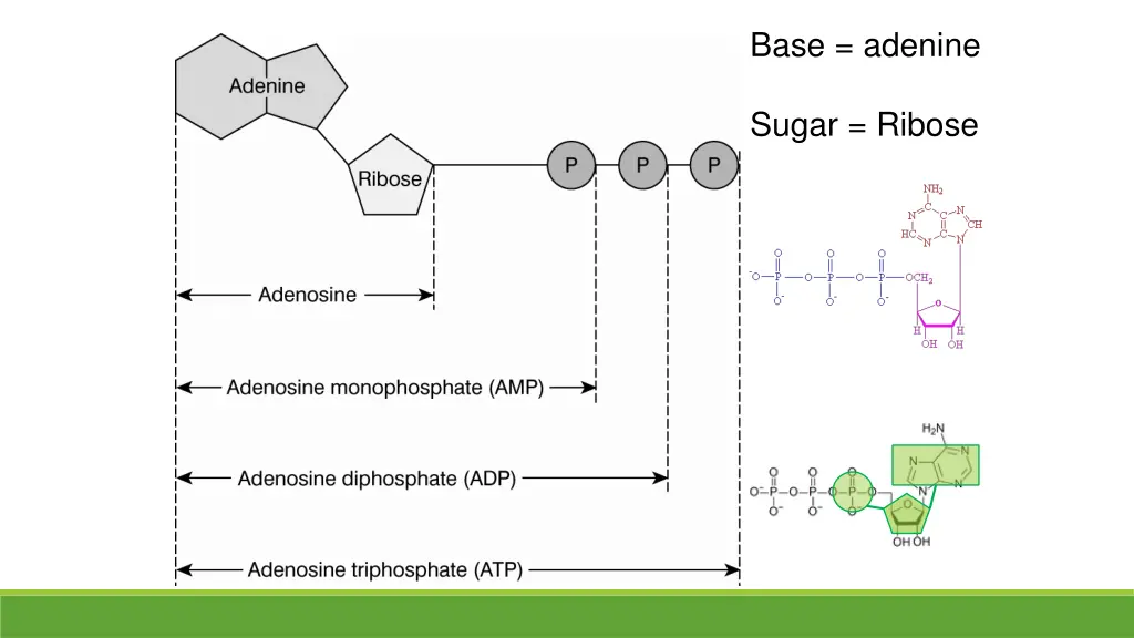 base adenine