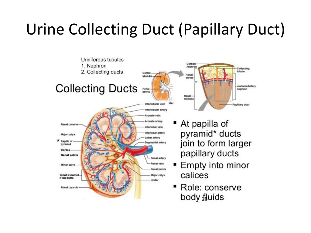 urine collecting duct papillary duct