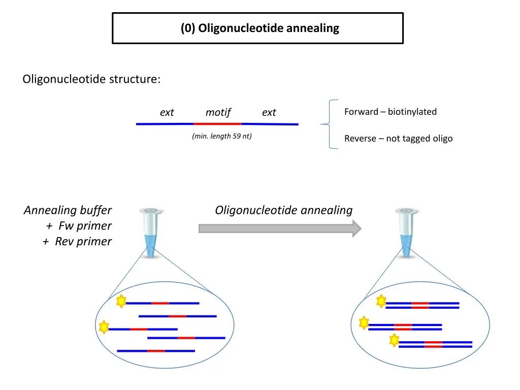 0 oligonucleotide annealing