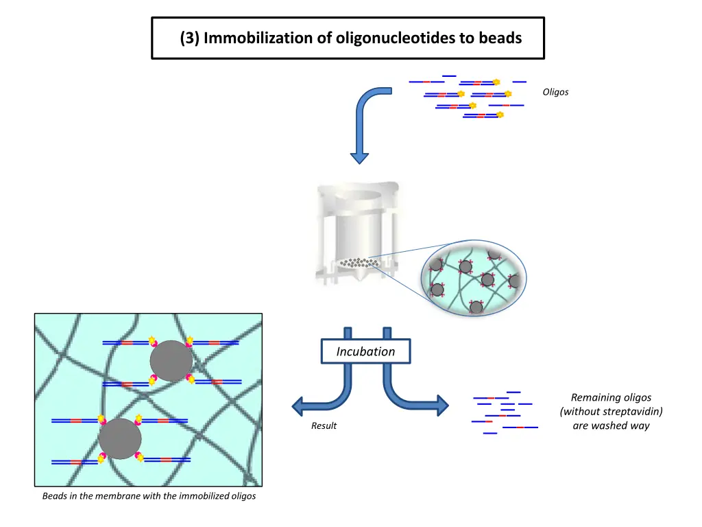 3 immobilization of oligonucleotides to beads