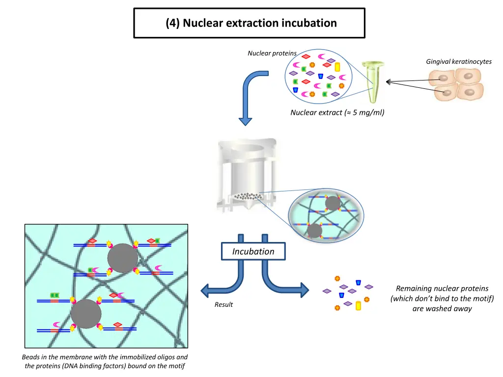 4 nuclear extraction incubation