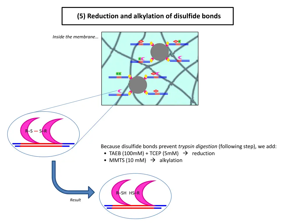 5 reduction and alkylation of disulfide bonds