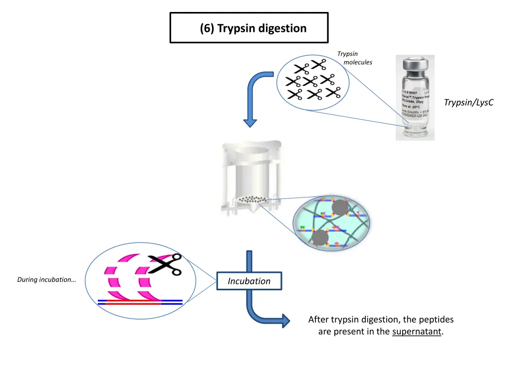 6 trypsin digestion