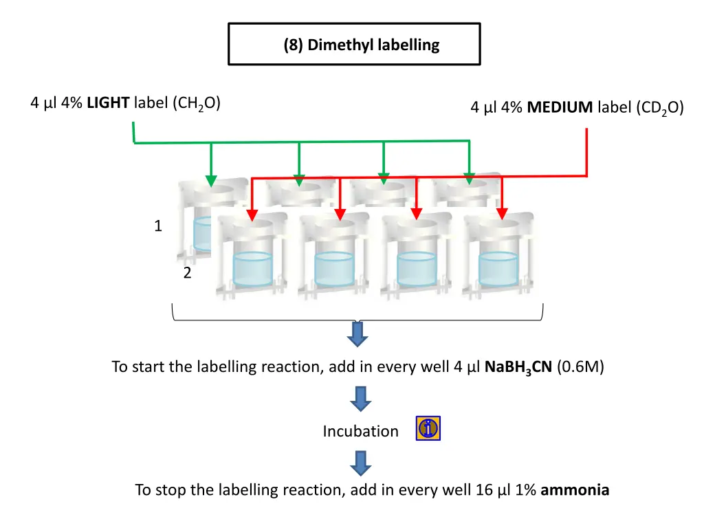 8 dimethyl labelling