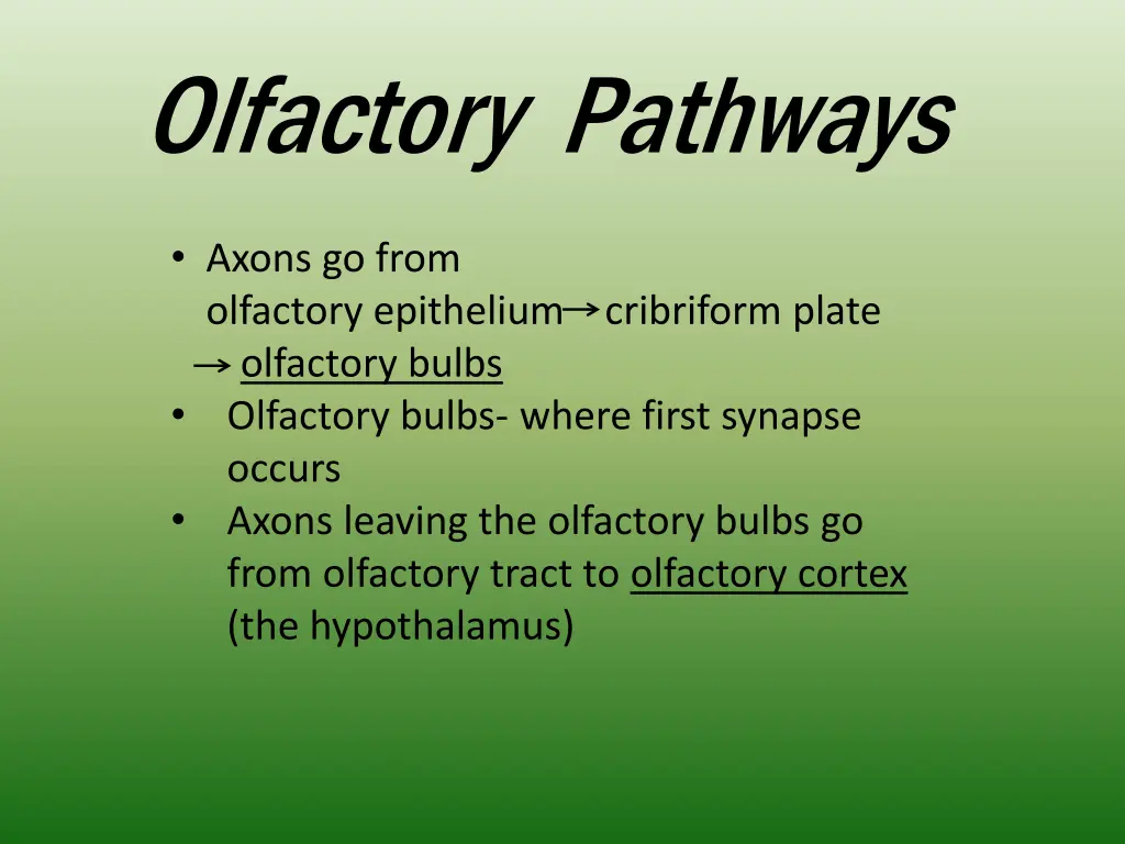 olfactory pathways 1