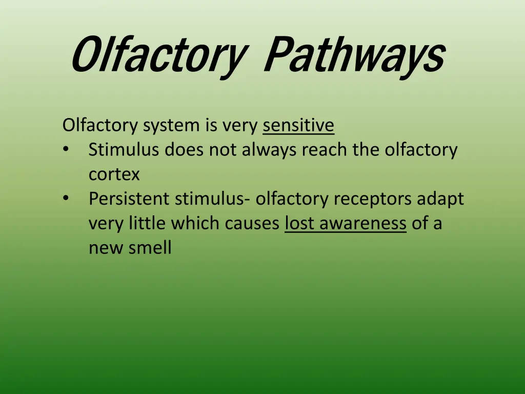 olfactory pathways