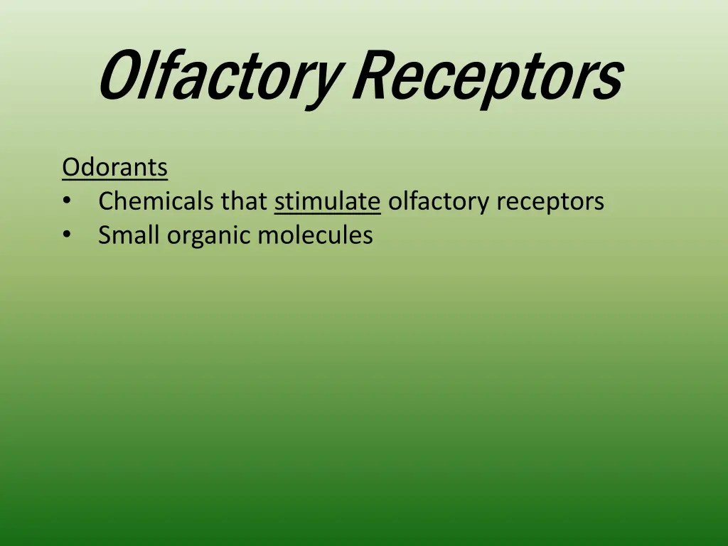 olfactory receptors 1