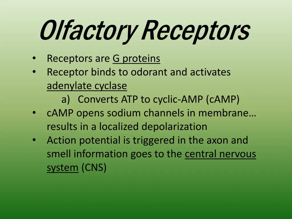 olfactory receptors 2