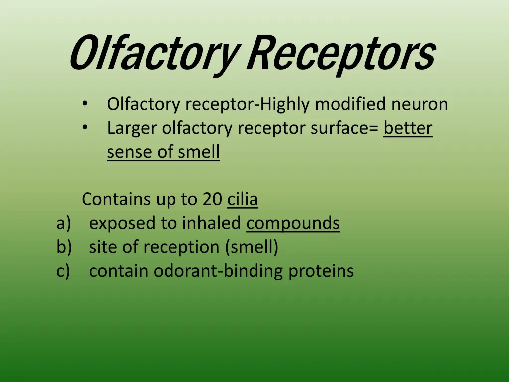 olfactory receptors