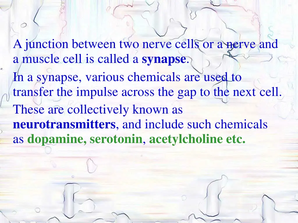 a junction between two nerve cells or a nerve