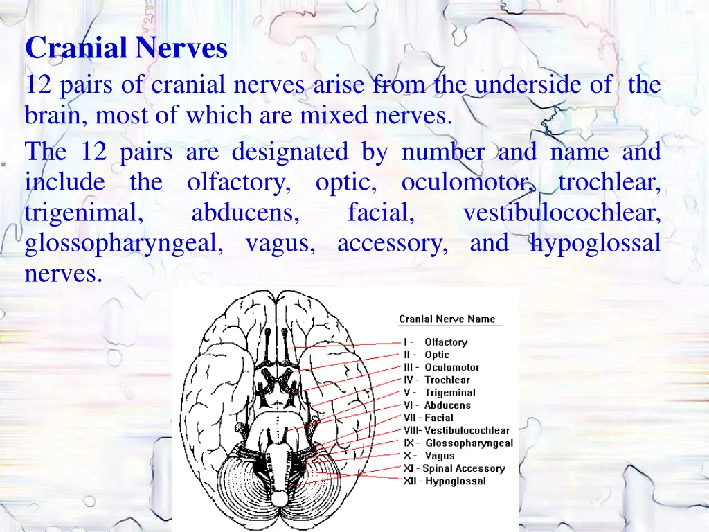 cranial nerves