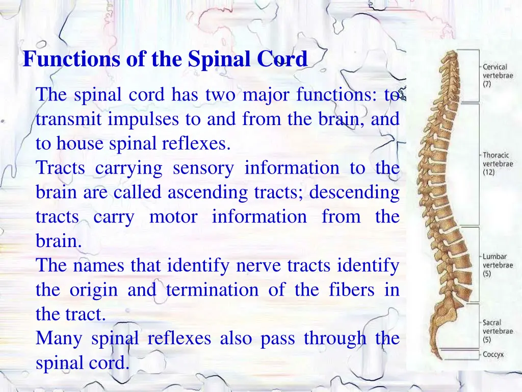 functions of the spinal cord