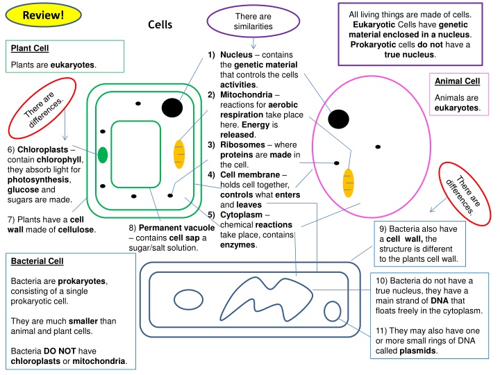 all living things are made of cells eukaryotic