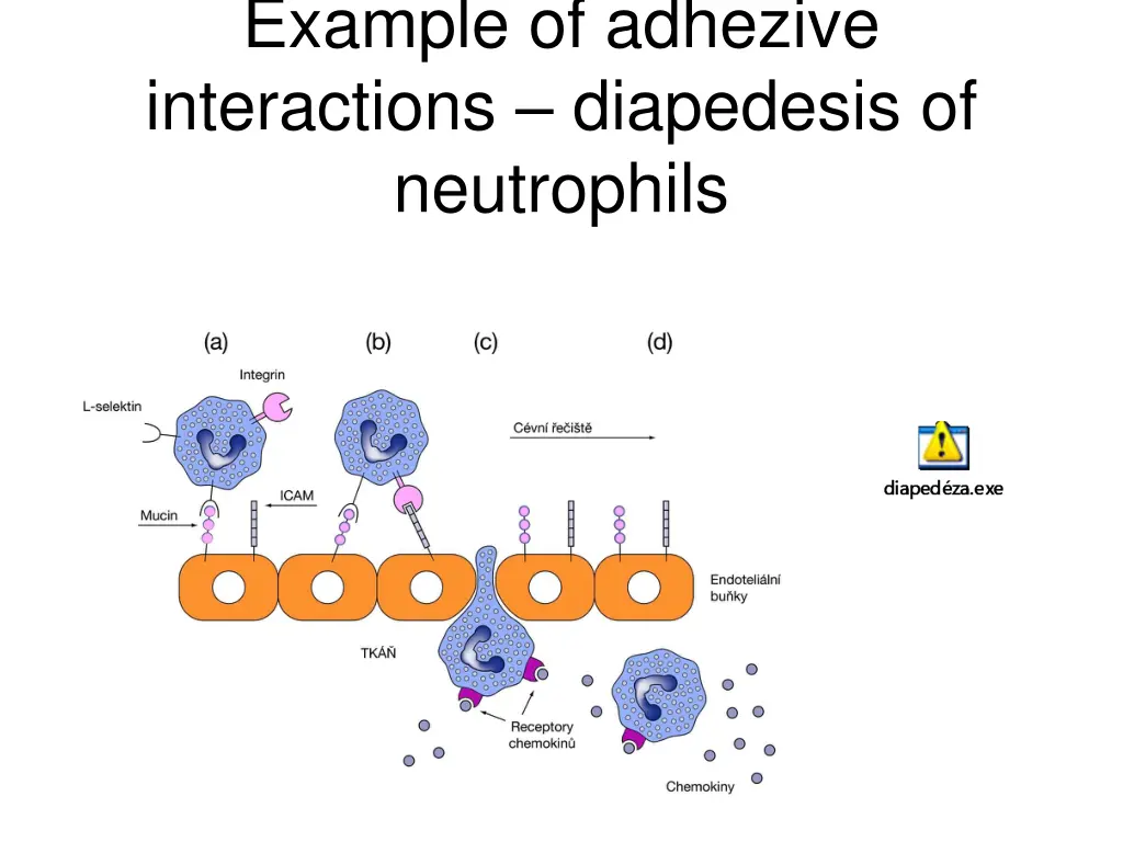 example of adhezive interactions diapedesis