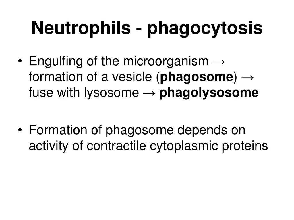 neutrophils phagocytosis 1