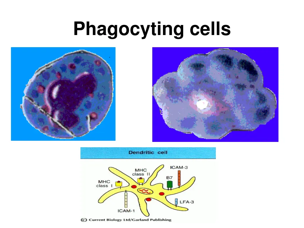 phagocyting cells