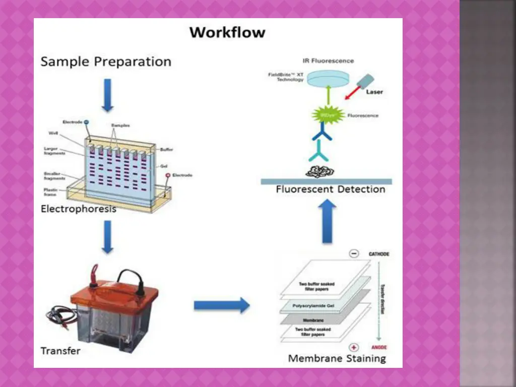 slide19