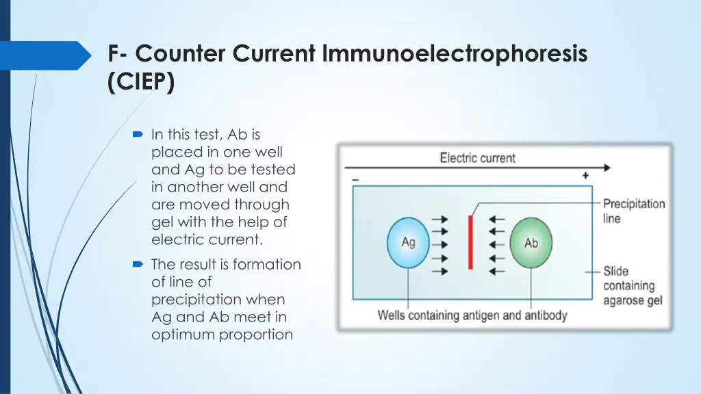 f counter current lmmunoelectrophoresis ciep
