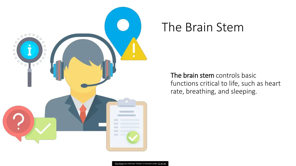 the brain stem