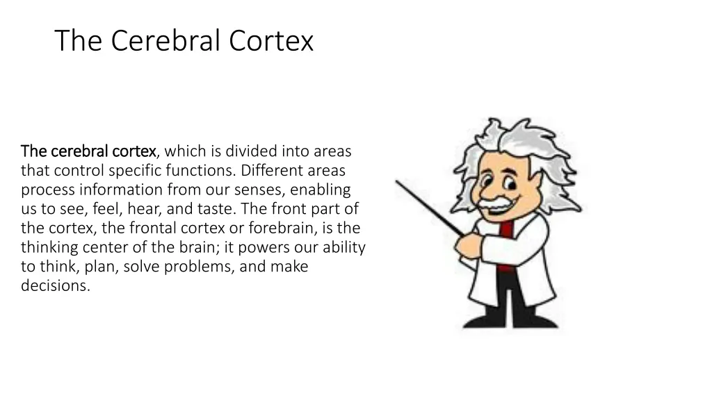 the cerebral cortex