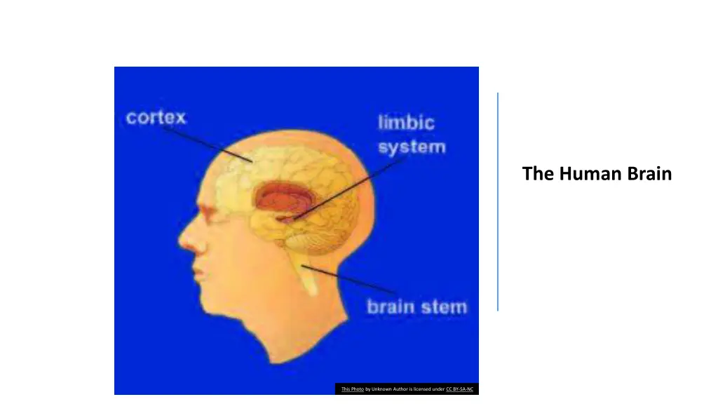 the human brain 1